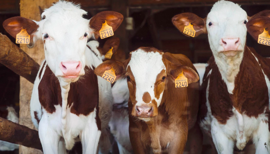 Is Dairy Bad For You? How Can You Find Out?
